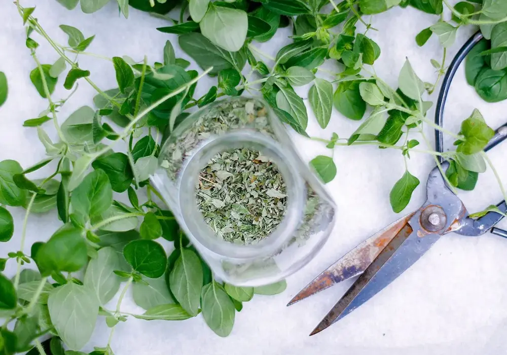 Kiedy suszyć oregano, aby zachować jego smak i aromat na dłużej