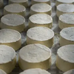 Rzędy okrągłych, białych serków, gotowych do dalszej obróbki. Wyglądają jak świeży serek ricotta, czekający na swoje kulinarne przeznaczenie.