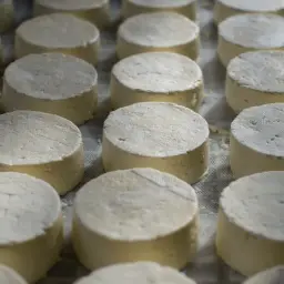 Rzędy okrągłych, białych serków, gotowych do dalszej obróbki. Wyglądają jak świeży serek ricotta, czekający na swoje kulinarne przeznaczenie.