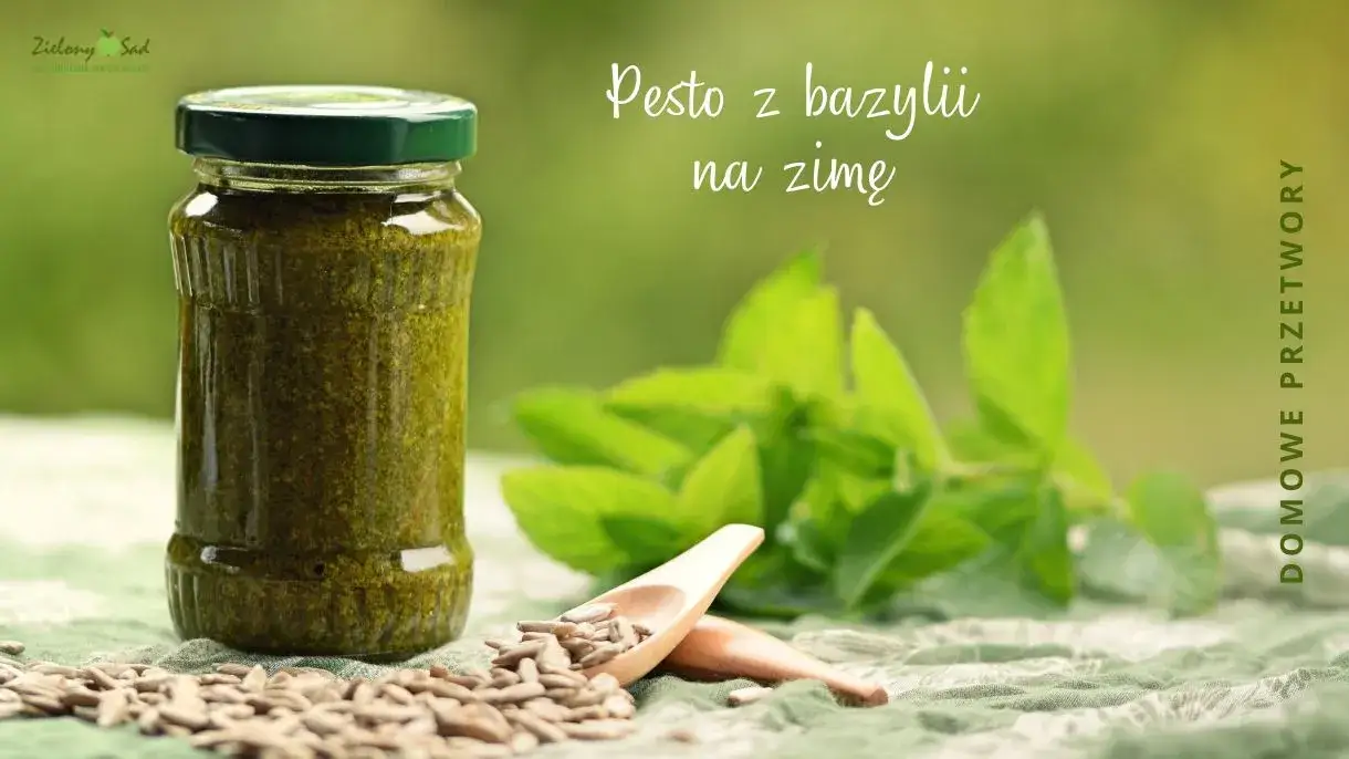 Zdjęcie Co można zrobić z bazylią na zimę – sprawdzone przepisy i porady